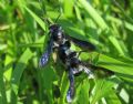 Andrena agilissima